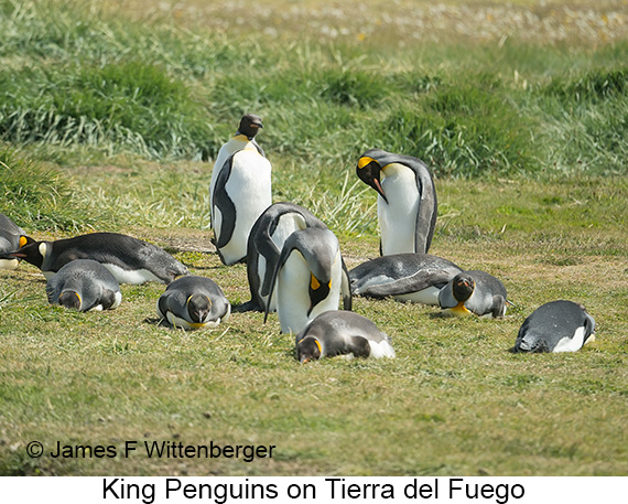 King Penguin - © James F Wittenberger and Exotic Birding LLC King Penguin - © James F Wittenberger and Exotic Birding LLC