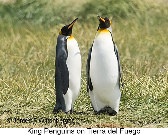 King Penguin - © James F Wittenberger and Exotic Birding LLC King Penguin - © James F Wittenberger and Exotic Birding LLC