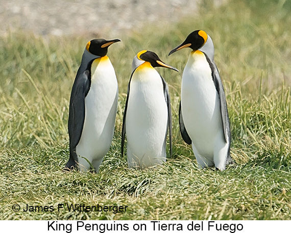 King Penguin - © James F Wittenberger and Exotic Birding LLC King Penguin - © James F Wittenberger and Exotic Birding LLC