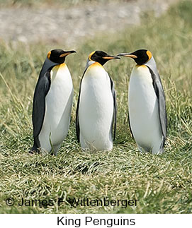 King Penguin - © James F Wittenberger and Exotic Birding LLC King Penguin - © James F Wittenberger and Exotic Birding LLC