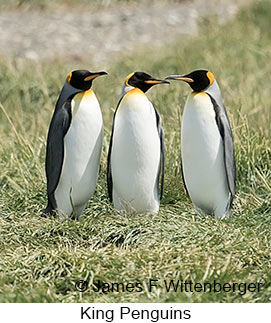 King Penguin - © James F Wittenberger and Exotic Birding LLC