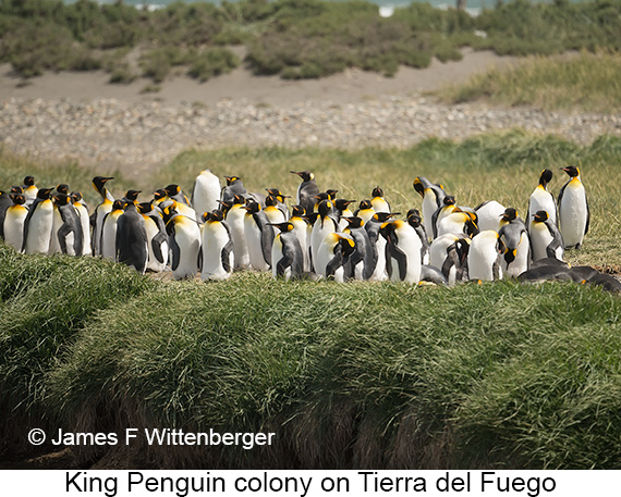King Penguin - © James F Wittenberger and Exotic Birding LLC King Penguin - © James F Wittenberger and Exotic Birding LLC