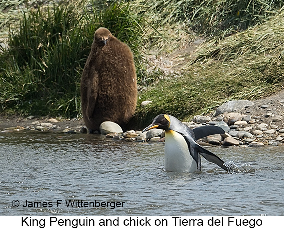 King Penguin - © James F Wittenberger and Exotic Birding LLC King Penguin - © James F Wittenberger and Exotic Birding LLC