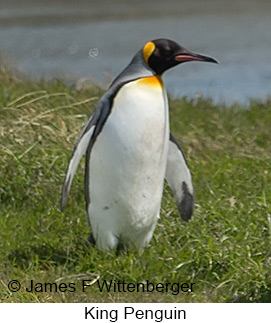 King Penguin - © James F Wittenberger and Exotic Birding LLC King Penguin - © James F Wittenberger and Exotic Birding LLC