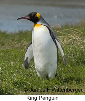 King Penguin - © James F Wittenberger and Exotic Birding LLC King Penguin - © James F Wittenberger and Exotic Birding LLC