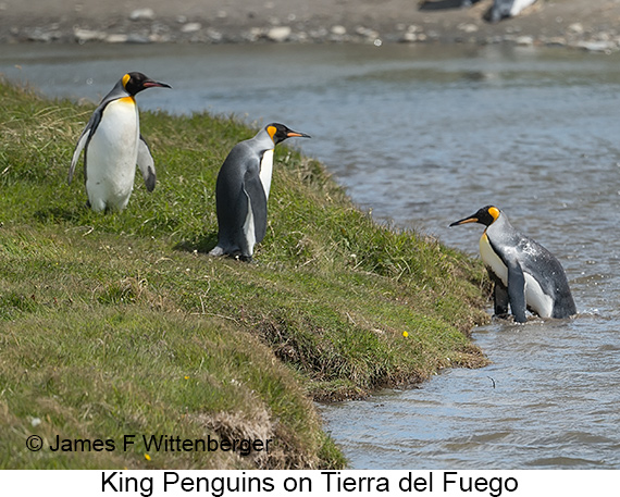 King Penguin - © James F Wittenberger and Exotic Birding LLC King Penguin - © James F Wittenberger and Exotic Birding LLC