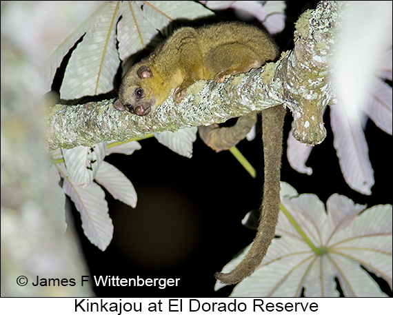 Kinkajou - © James F Wittenberger and Exotic Birding LLC