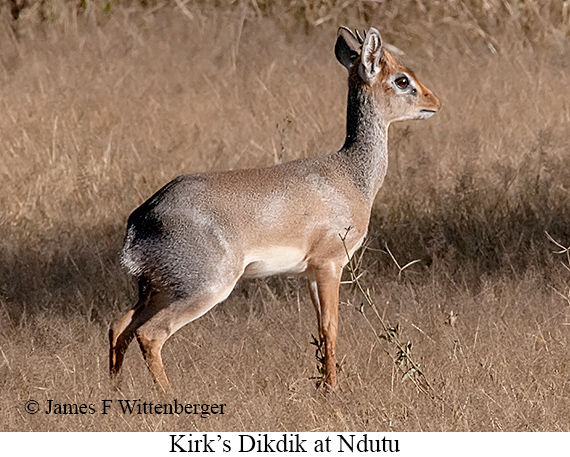 Kirk's Dikdik - © James F Wittenberger and Exotic Birding LLC