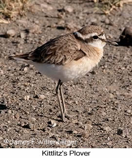 Kittlitz's Plover - © James F Wittenberger and Exotic Birding LLC Kittlitz's Plover - © James F Wittenberger and Exotic Birding LLC