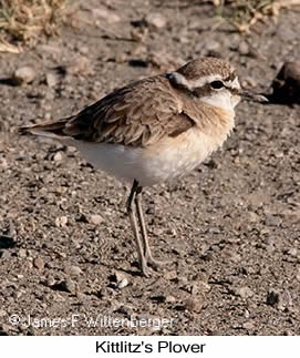 Kittlitz's Plover - © James F Wittenberger and Exotic Birding LLC