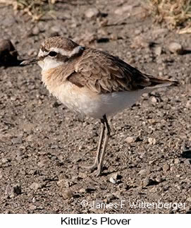 Kittlitz's Plover - © James F Wittenberger and Exotic Birding LLC Kittlitz's Plover - © James F Wittenberger and Exotic Birding LLC