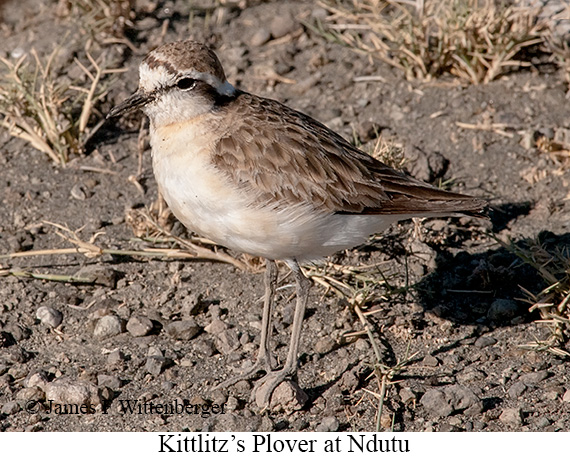 Kittlitz's Plover - © James F Wittenberger and Exotic Birding LLC