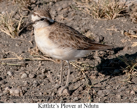 Kittlitz's Plover - © James F Wittenberger and Exotic Birding LLC