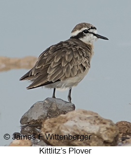 Kittlitz's Plover - © James F Wittenberger and Exotic Birding LLC