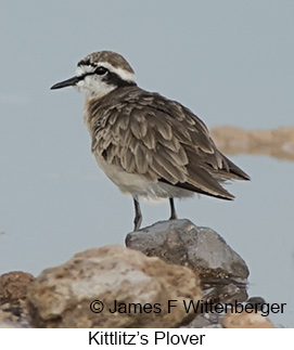 Kittlitz's Plover - © James F Wittenberger and Exotic Birding LLC