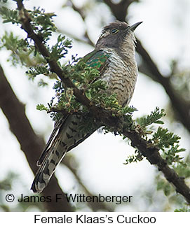 Klaas's Cuckoo - © James F Wittenberger and Exotic Birding LLC