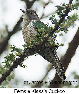 Klaas's Cuckoo - © James F Wittenberger and Exotic Birding LLC