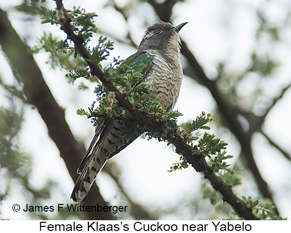 Klaas's Cuckoo - © James F Wittenberger and Exotic Birding LLC