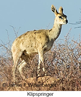 Klipspringer - © James F Wittenberger and Exotic Birding LLC