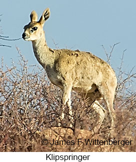 Klipspringer - &copy; James F Wittenberger and Exotic Birding LLC
