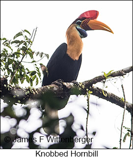 Knobbed Hornbill - &copy; James F Wittenberger and Exotic Birding LLC