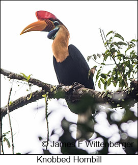 Knobbed Hornbill - © James F Wittenberger and Exotic Birding LLC