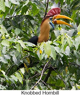 Knobbed Hornbill - © James F Wittenberger and Exotic Birding LLC