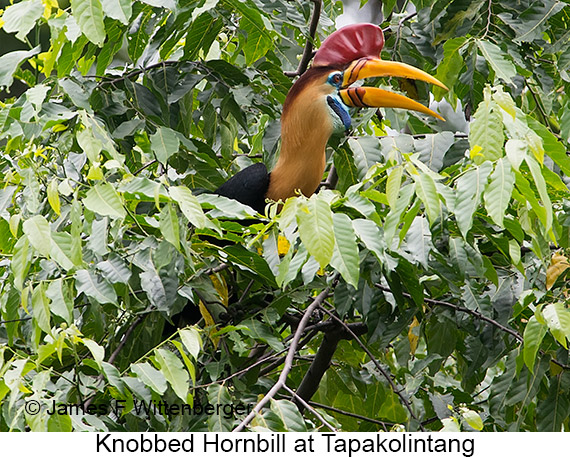 Knobbed Hornbill - © James F Wittenberger and Exotic Birding LLC