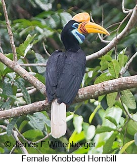 Knobbed Hornbill - © James F Wittenberger and Exotic Birding LLC