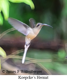 Koepcke's Hermit - &copy; James F Wittenberger and Exotic Birding LLC