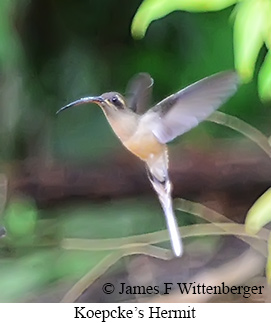 Koepcke's Hermit - &copy; James F Wittenberger and Exotic Birding LLC