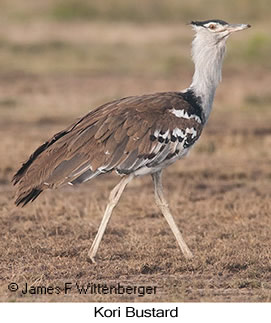 Kori Bustard - © James F Wittenberger and Exotic Birding LLC