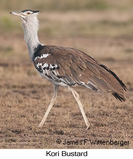 Kori Bustard - © James F Wittenberger and Exotic Birding LLC