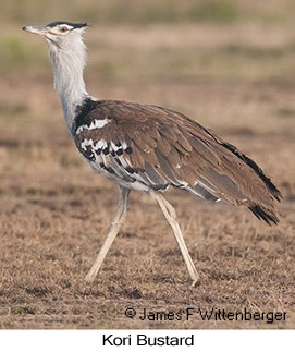 Kori Bustard - © James F Wittenberger and Exotic Birding LLC Kori Bustard - © James F Wittenberger and Exotic Birding LLC