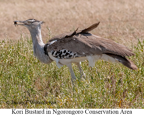 Kori Bustard - © James F Wittenberger and Exotic Birding LLC