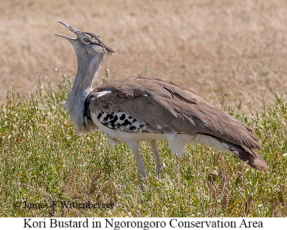 Kori Bustard - © James F Wittenberger and Exotic Birding LLC