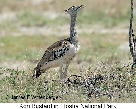 Kori Bustard - © James F Wittenberger and Exotic Birding LLC