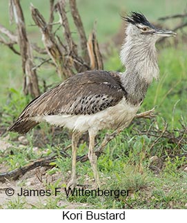 Kori Bustard - © James F Wittenberger and Exotic Birding LLC