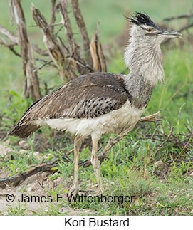 Kori Bustard - © James F Wittenberger and Exotic Birding LLC Kori Bustard - © James F Wittenberger and Exotic Birding LLC