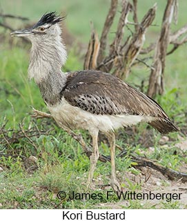 Kori Bustard - © James F Wittenberger and Exotic Birding LLC