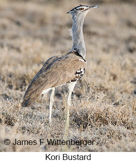 Kori Bustard - © James F Wittenberger and Exotic Birding LLC