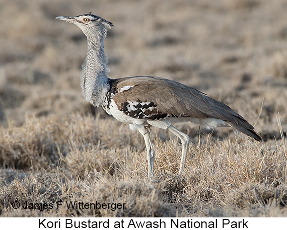 Kori Bustard - © The Photographer and Exotic Birding LLC