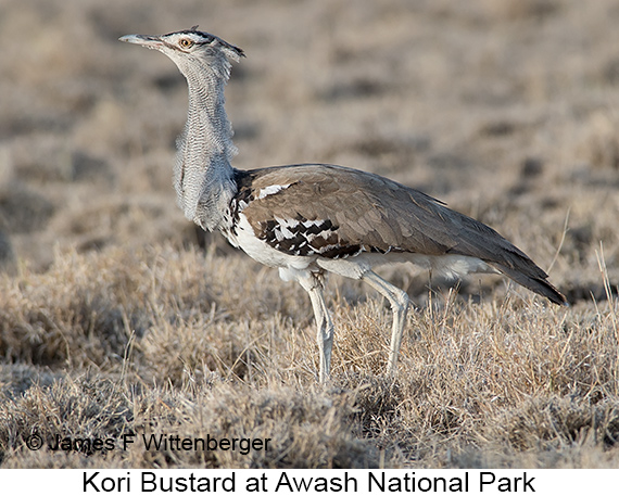 Kori Bustard - © James F Wittenberger and Exotic Birding LLC