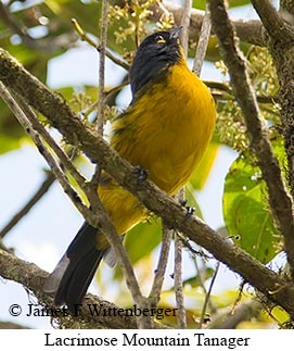 Lacrimose Mountain Tanager - © James F Wittenberger and Exotic Birding LLC