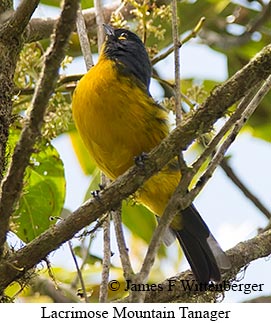 Lacrimose Mountain Tanager - © James F Wittenberger and Exotic Birding LLC