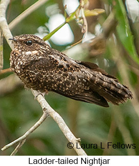 Ladder-tailed Nightjar - © Laura L Fellows and Exotic Birding LLC