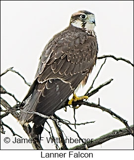 Lanner Falcon - © James F Wittenberger and Exotic Birding LLC