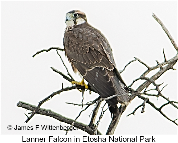 Lanner Falcon - © James F Wittenberger and Exotic Birding LLC