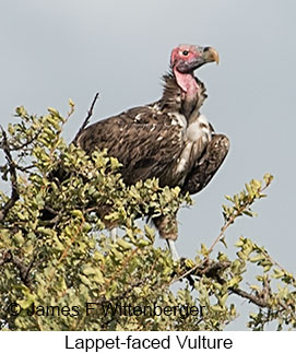 Lappet-faced Vulture - © James F Wittenberger and Exotic Birding LLC Lappet-faced Vulture - © James F Wittenberger and Exotic Birding LLC