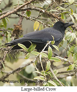 Large-billed Crow - &copy; James F Wittenberger and Exotic Birding LLC